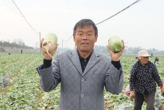 县：萝卜喜丰收 秋日好“丰”景j9九游真人游戏第一品牌河南杞(图2)